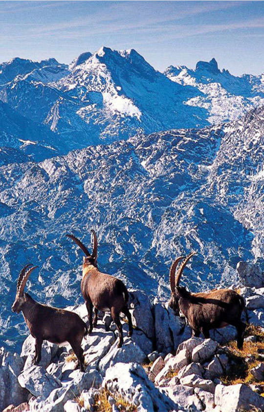 berge